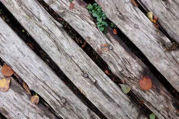 Диагональ грубой древесины с опадающими листьями — стоковое фото