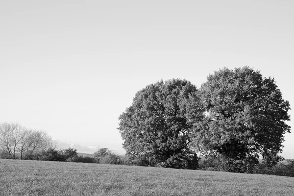 Field with two oak trees on a bright fall day — Stock Photo, Image