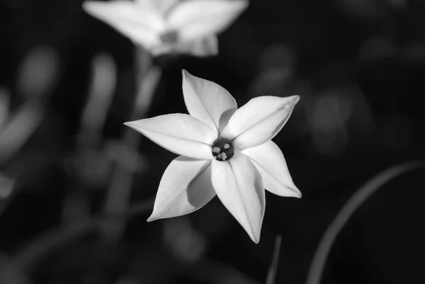 Närbild av en våren starflower — Stockfoto