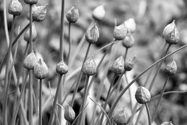 Stängda gräslök blomknoppar — Stockfoto
