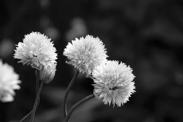 Drei zarte Blüten an einer Schnittlauch-Pflanze — Stockfoto