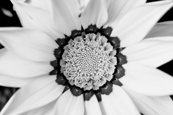 Primer plano de flor de gazania amarillo brillante — Foto de Stock