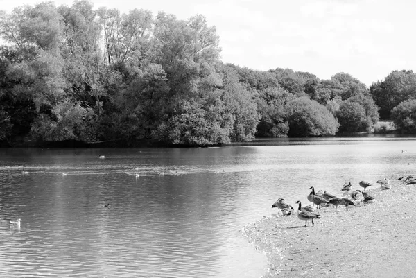 Greylag e oche canadesi in riva al lago in estate — Foto Stock