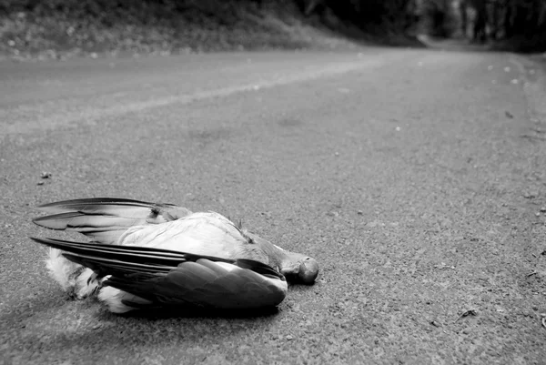 Verkehrstote auf einem Feldweg — Stockfoto