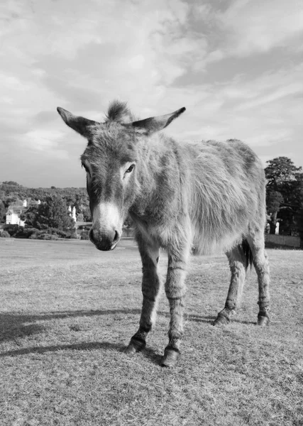 New Forest donkey in Lyndhurst, Hampshire — Stock Photo, Image