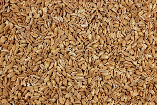 Farro dicocco, or Italian spelt, background — Stock Photo, Image