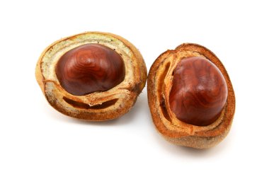 Shiny brown conkers in smooth cases  clipart