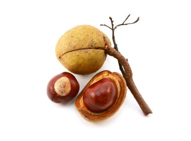 Tohum durumları ve conkers kırmızı at kestanesi ahşap