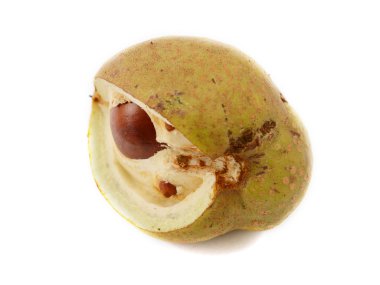 Düz kırmızı Atkestanesi tohum durumda açık kırma