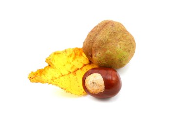 Conkers ile kırmızı bir at kestanesi sarı sonbahar yaprak