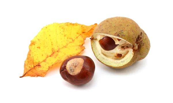 Yellow fall leaf from a red horse chestnut with conkers — Stock Photo, Image