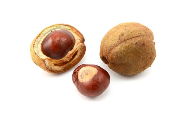Ripe conkers in open and unopened smooth capsules — Stock Photo, Image
