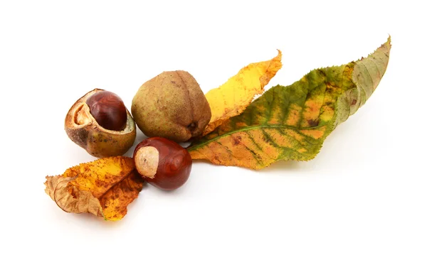 Autumn leaves with conkers and seed cases — Stock Photo, Image