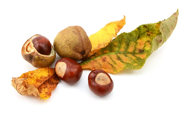 Fall foliage from a red horse chestnut with conkers — Stock Photo, Image
