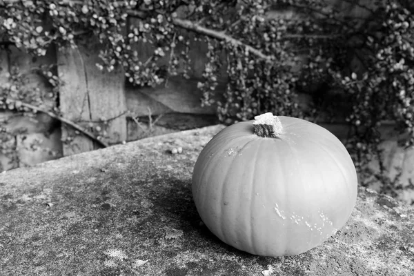 Calabaza sobre piedra cubierta de liquen — Foto de Stock