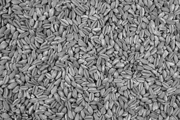 ファロの dicocco、またはイタリアのスペルト小麦の背景 — ストック写真