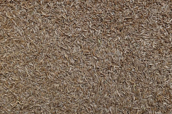 Trawa nasiona — Zdjęcie stockowe
