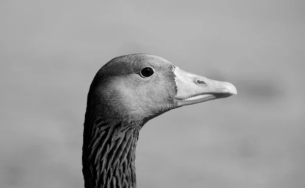 Primer plano de una cabeza de ganso de Greylag —  Fotos de Stock