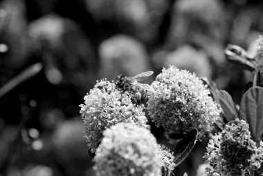 Bal arısı ile tam corbiculae