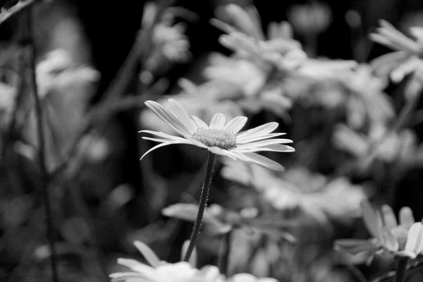 Daisy blommor — Stockfoto