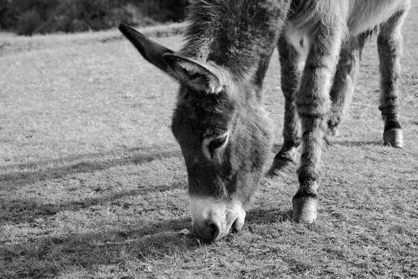 在新目录林中放牧的友好驴 — 图库照片