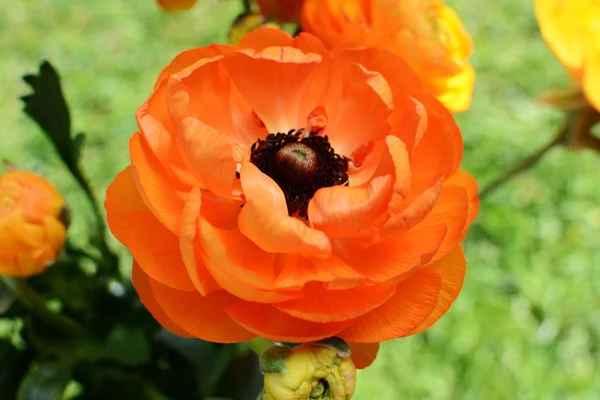 Orange ranunculus blomma — Stockfoto