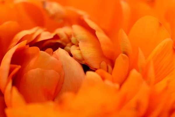 Orange ranunculus opening — Stock Photo, Image