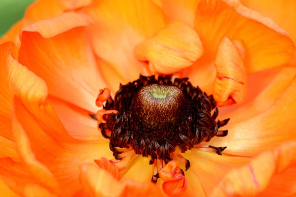 Close-up of a bright orange ranunculus — Stock Photo, Image