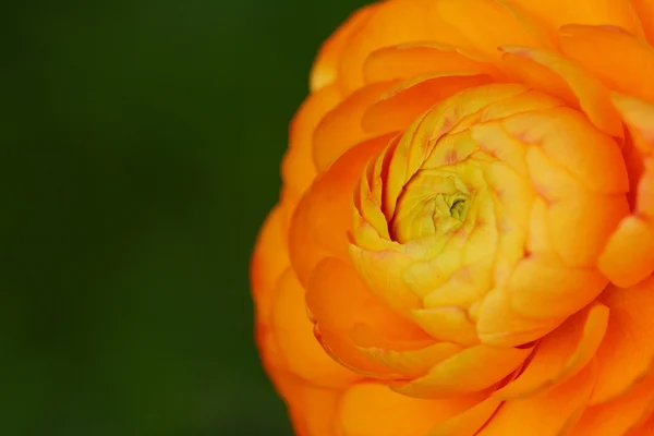 Orange ranunculus flower — Stock Photo, Image