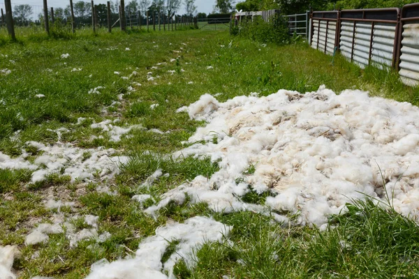 A lenyírt gyapjú gyapjú halom — Stock Fotó