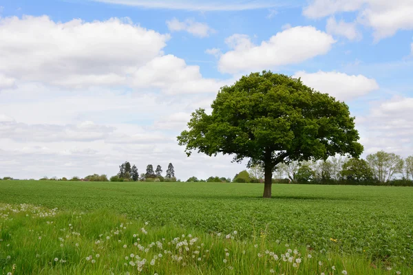 Lone oak tree in a field Stock Picture