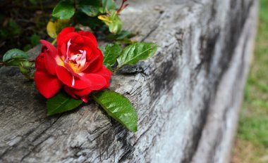 Red rose on weathered wood clipart