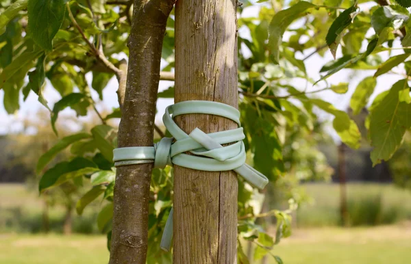 Young tree tied to stake — Stock Photo, Image