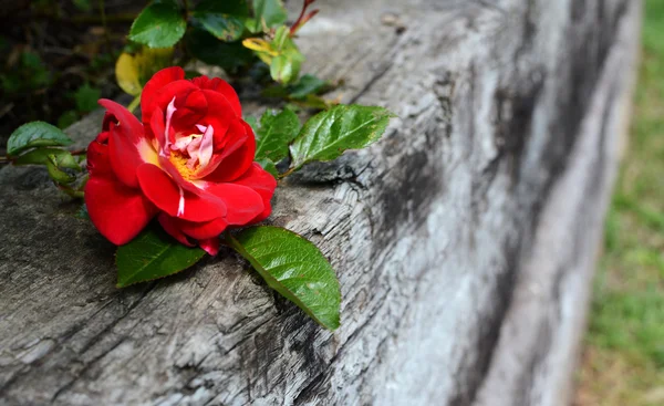Κόκκινο τριαντάφυλλο στο ξεπερασμένο ξύλο — Φωτογραφία Αρχείου