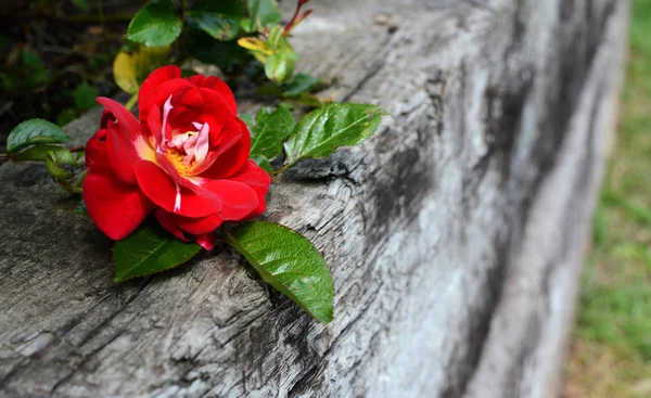 Yıpranmış ahşap üzerine kırmızı gül — Stok fotoğraf