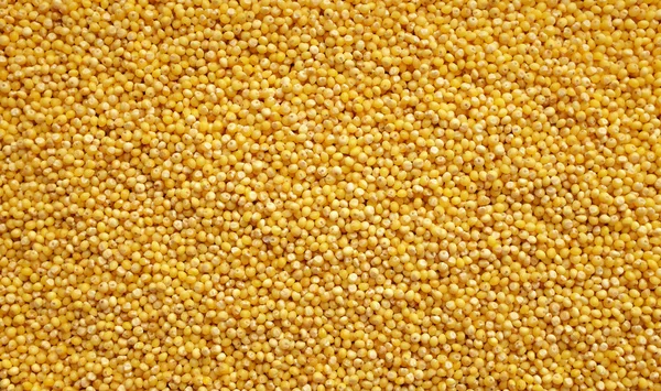 Millet grains background — Stock Photo, Image