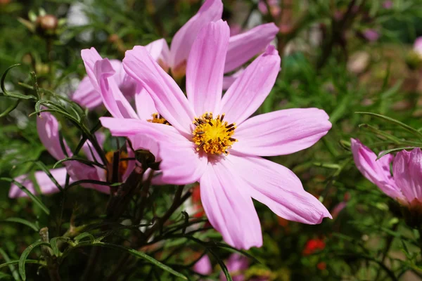Cosmos rosa Flor — Foto de Stock