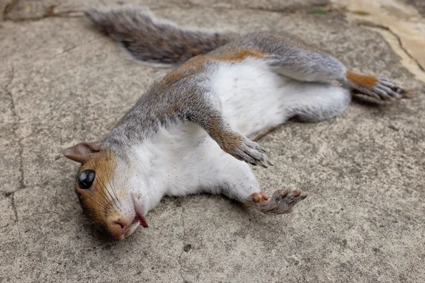 Dead squirrel Stock Photos, Royalty Free Dead squirrel Images |  Depositphotos