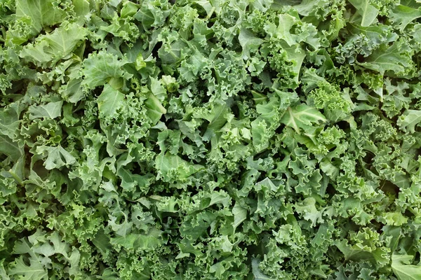 Shredded kale leaves background — Stock Photo, Image