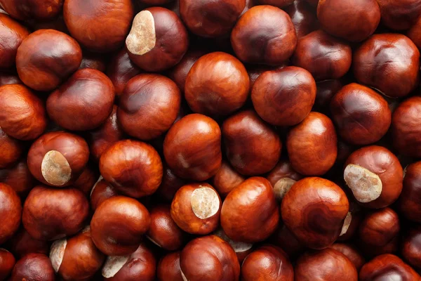 Fall conkers background — Stock Photo, Image