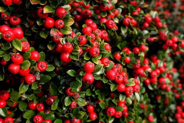 Bagas de cotoneaster vermelhas brilhantes — Fotografia de Stock