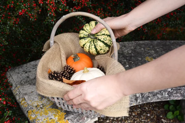 Femme ajoute une citrouille arlequin à un panier de gourdes — Photo