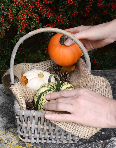 Adding a small pumpkin to a basket full of gourds