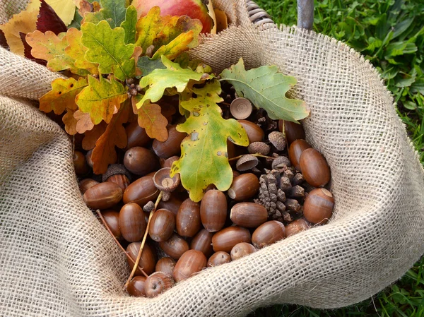 Rustic basket with fall oak leaves and acorns — Stock Photo, Image