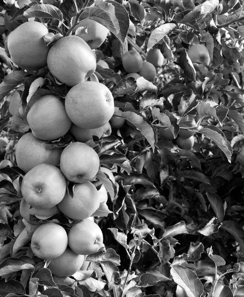 Konar pełne jabłek — Zdjęcie stockowe