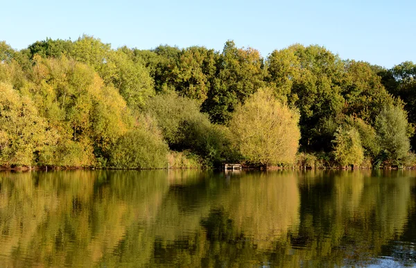 Folhagem densa na luz do sol, refletida no lago — Fotografia de Stock