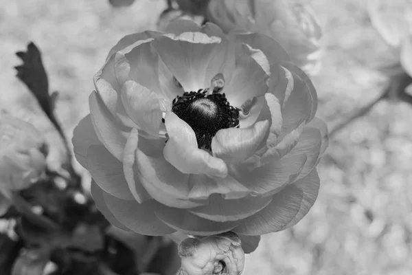 Ranunculus flor en flor — Foto de Stock