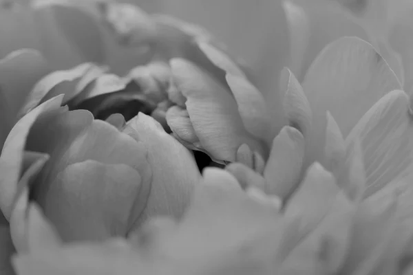 Ranunculus petals opening — Stock Photo, Image