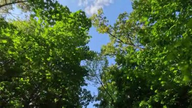 Açık mavi gökyüzüne karşı yeşil ağaçların tepelerine bakarken ormanda yürümek güneşli bir günde huzurlu bir doğal manzara..