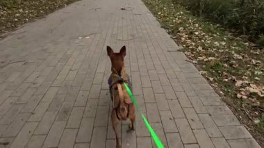 Tasmalı küçük bir köpek, sağ elinde tuttuğu bir parkta yürüyor. Etrafı düşen sonbahar yaprakları ve yeşilliklerle çevrili..